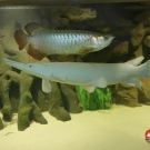 Incredible gar`s growth during 5 months: from 45cm to 75cm.