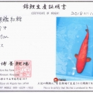 Certifikát pôvodu pre KOI kapra druhu Ginrin Benigoi veľkosti 60 cm od chovateľa Maruhiro.