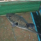 Vysoká jedovatosť vnútorných orgánov a krvi ryby Fugu, ktoré obsahujú tetrodotoxin neodrádza japonských labužníkov.