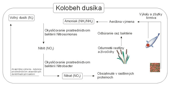 Filtrácia jazierka a jej vplyv na kolobeh dusíka