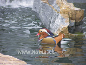 kacicka kacicka
