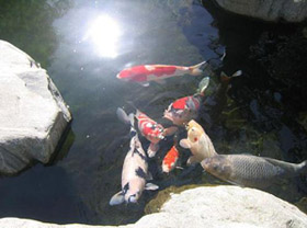 koi in pond