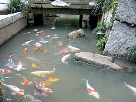 koi in mud pond