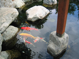 koi is waiting for feeding