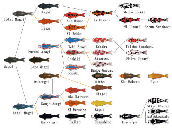 Genesis of KOI variety