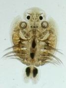 Argulus