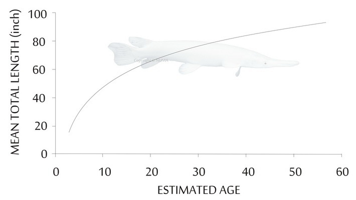 Graph of average Platinum Alligator Gar`s growth