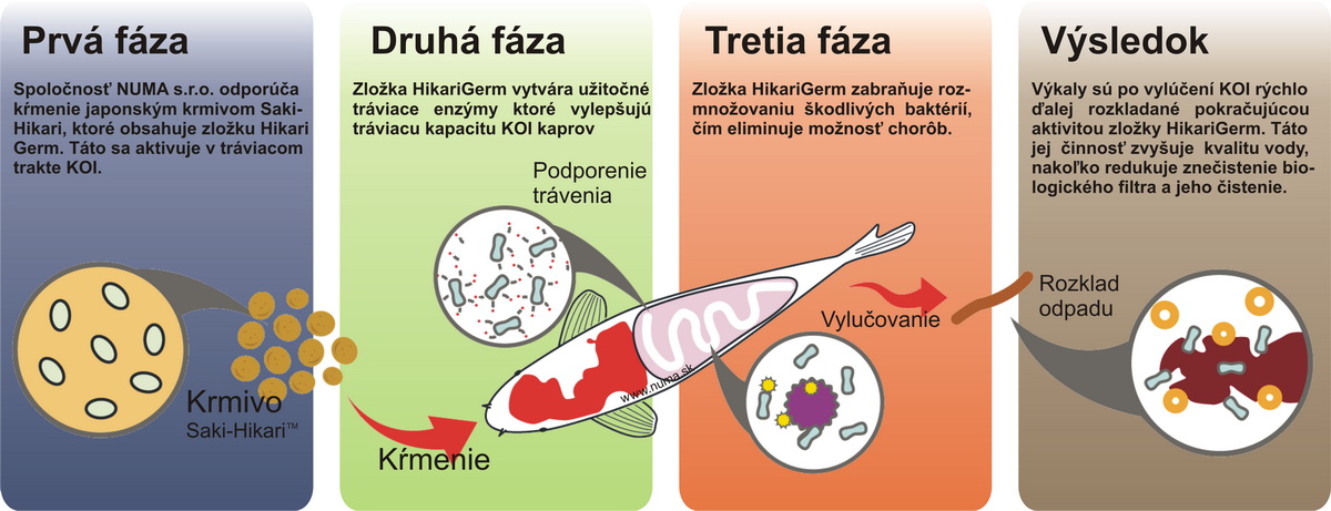Fázy pôsobenia krmiva Hikari-Germ™