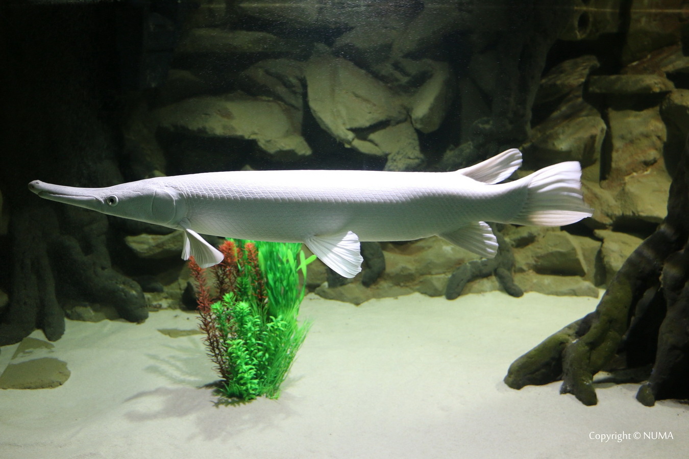 Alligator gar aquarium care outlet