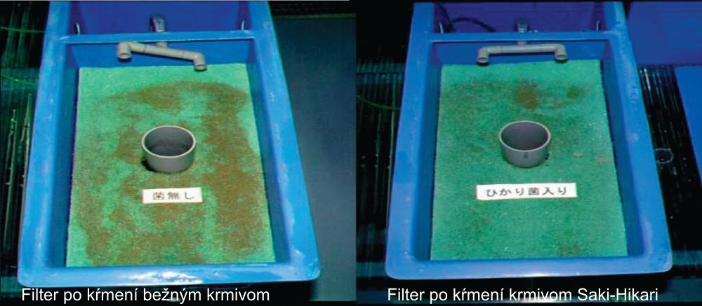 Rozdiel medzi filtrami pri kŕmení bežným krmivom a SAKI-HIKARI