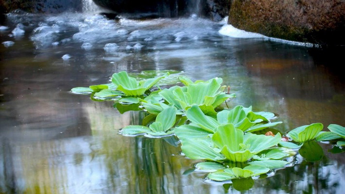 Pistia stratiotes – vodná kapusta