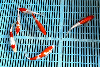 KOI Tosai Kohaku