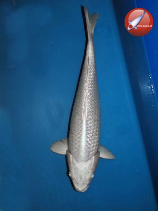 KOI Platinum ogon
