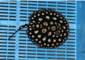 Leopoldi Stingray female