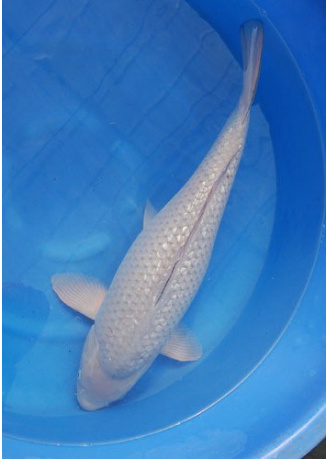 KOI Soragoi