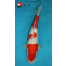 KOI Ginrin Sandan Kohaku