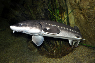 White sturgeon