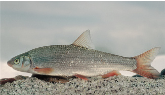 Podustva severná - Chondrostoma nasus