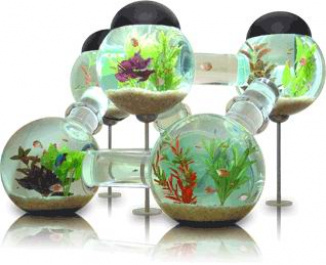 Labyrinth aquarium best sale