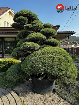 Juniperus chinensis Hetzi
