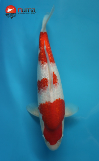 KOI Ginrin Sandan Kohaku