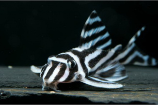 Hypancistrus zebra