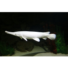Platinum Alligator Gar