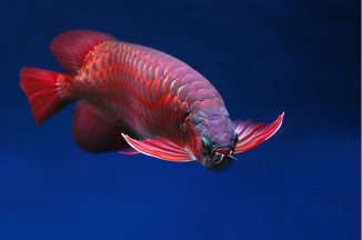 Arowana červená