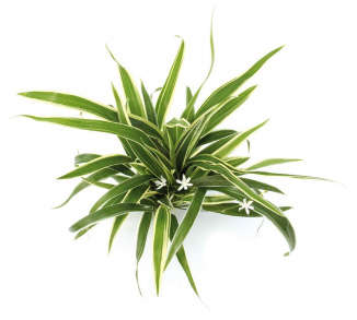 Chlorophytum bichetii