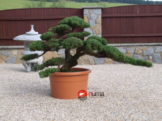 Juniperus chinensis Yatowaga