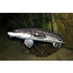White sturgeon