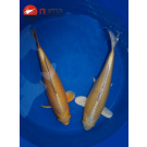 KOI Kigoi