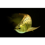 Arowana gold