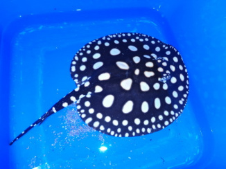 Leopoldi Stingray male