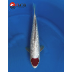 KOI Ginrin Tancho Kohaku
