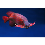 Arowana super red