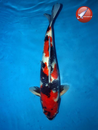 KOI Showa