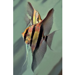 Deep Angelfish Atabapo WF 