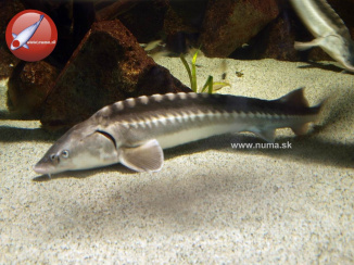 Russian Sturgeon 20cm