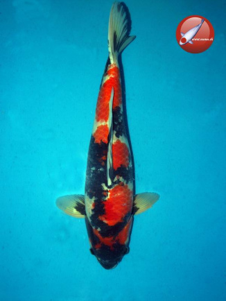 KOI Showa