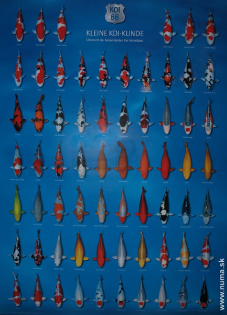Poster 66 KOI