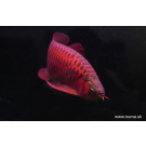 Arowana super red