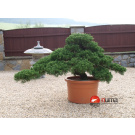 Juniperus chinensis Yatowaga