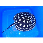 Leopoldi Stingray male