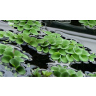 Salvinia natans