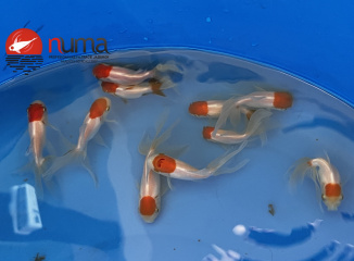 Carassius auratus red cap comet