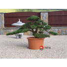 Juniperus chinensis Yatowaga