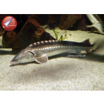 Russian Sturgeon 20cm