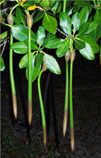 Mangrove rastlinka