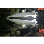 Platinum Alligator Gar